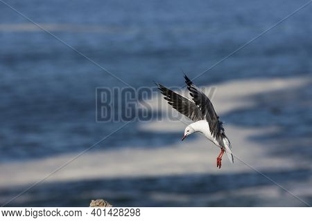 Hartlaub's Gull Or King Gull, Larus Hartlaubii, Adult In Flight, Hermanus In South Africa