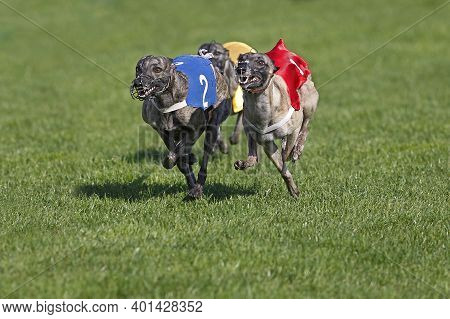 Whippet Dogs Running, Racing At Track Whippet Dogs Running, Racing At Track