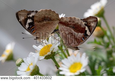 Blue Pansy (junonia Orithya) Mating Pair Of Butterflies In The Garden