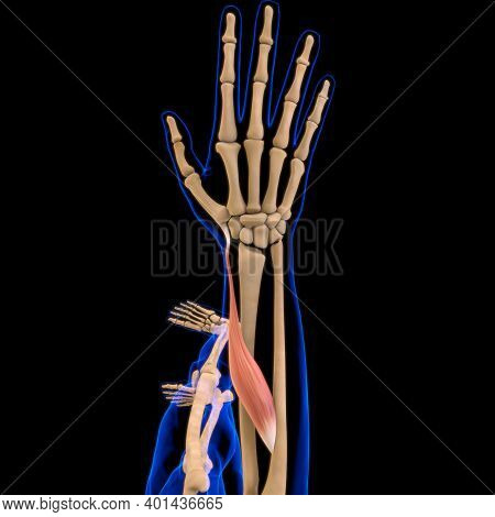 Abductor Pollicis Longus Muscle Anatomy For Medical Concept 3D Illustration