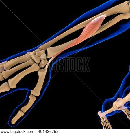 Abductor Pollicis Longus Muscle Anatomy For Medical Concept 3D Illustration