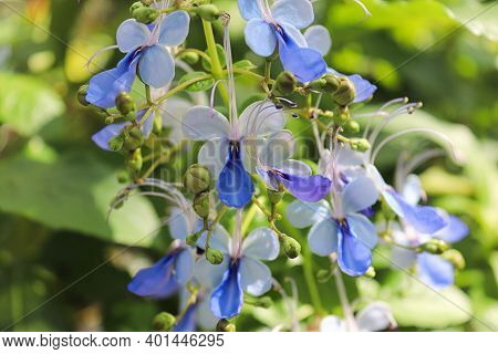 Closeup Of The Blue Butterfly Bush Flowers.