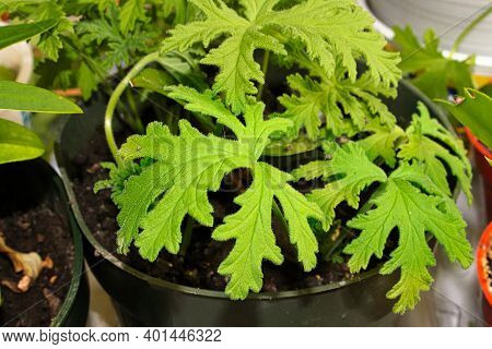 Closeup Of A Small Citrenella Plant Growing.