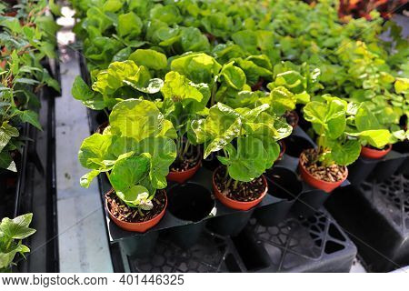 Trays Of Small Coffee Plants In Pots.