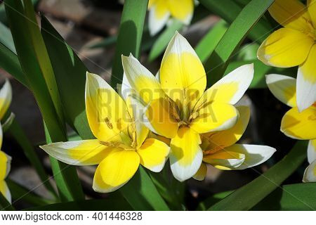 Closeup Of The Dasystemon Tarda Tulip Flowers.