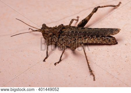 Short Horned Grasshopper