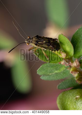 Adult Scentless Plant Bug