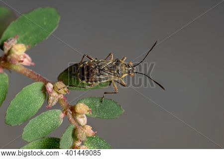 Adult Scentless Plant Bug