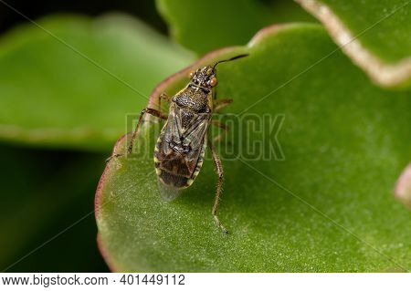 Adult Scentless Plant Bug