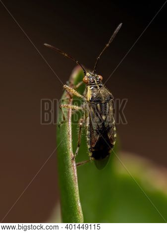 Adult Scentless Plant Bug