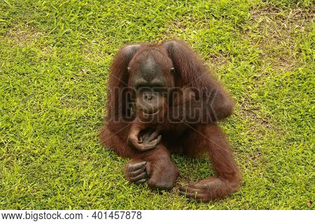 Orangutan Take A Rest On The Lawn. The Orangutans Sit On A Green Lawn In Their Own Stable Within The