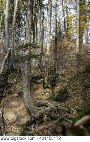 A High Tree Growing On A Huge Rock