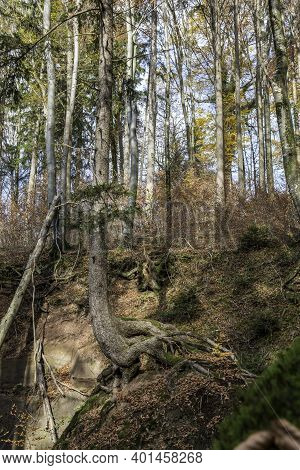 A High Tree Growing On A Huge Rock