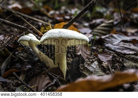 A Bunch Of Mushrooms On An Old Dead Tree Trunk