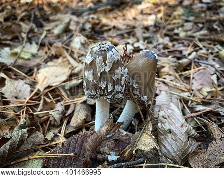 Coprinopsis Picacea Mushrooms. Magpie Fungus In Autumn Leafs. Early Spring Morning.