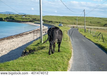 Cow At St Johns Point Beach In County Donegal - Ireland