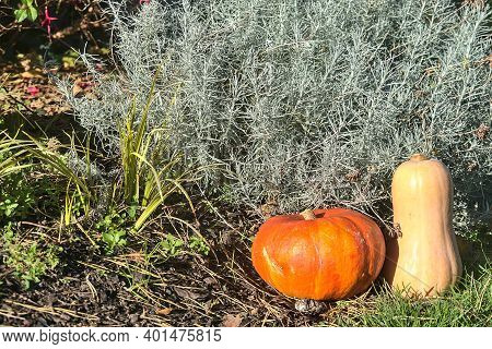 Beautiful And Cozy Autumn Harvest Background Of Pumpkin And Butternut Squash On Grass And Foliage Be