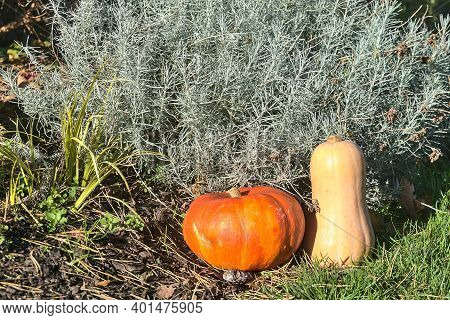 Beautiful And Cozy Autumn Harvest Background Of Pumpkin And Butternut Squash On Grass And Foliage Be