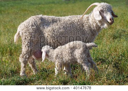 chèvre angora et kid