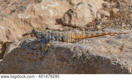 Agama, Lizard, A Genus Of Long-tailed, Insectivorous Old World Lizards. Animals Of Deserts In Israel