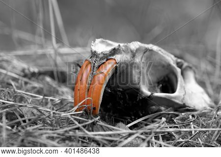Colorkey, Skull Of A Nutria (myocastor Coypus) On The Forest Floor