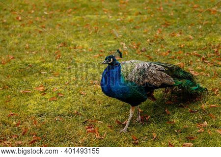 Closeup Portrait Of Peacock Walking In Romantic French Style Park, Green Grass And Yellow Leaves, Ga