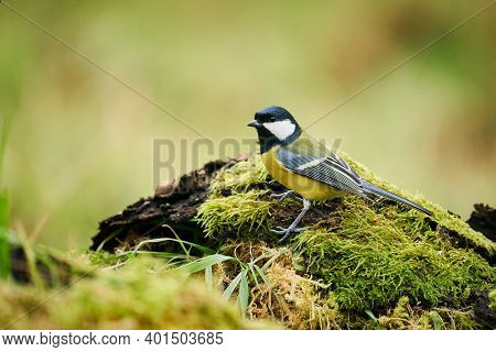 Great Tit, Parus Major, Black And Yellow Songbird