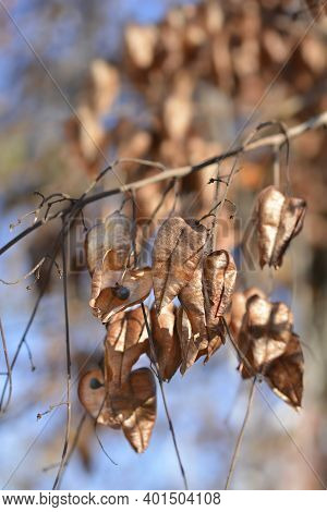Golden Rain Tree Branch With Seed Pods - Latin Name - Koelreuteria Paniculata