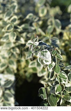 Wintercreeper Dans Delight - Latin Name - Euonymus Fortunei Dans Delight
