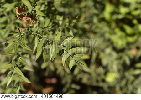 Spiny Butchers Broom Leaves - Latin Name - Ruscus Aculeatus