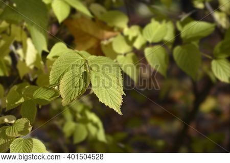 Black Jet-bead Leaves - Latin Name - Rhodotypos Scandens