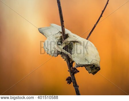 A Scary Animal Skull In The Spring Forest. Deer Sceleton On Forest Floor. Circle Of Life. Woodland S