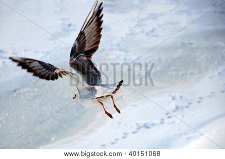 Måsen under flygning