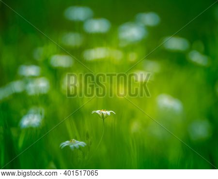 Beautiful White Greater Stitchwort Flowers Blooming On A Forest Meador Ground In Spring. Rabelera Ho