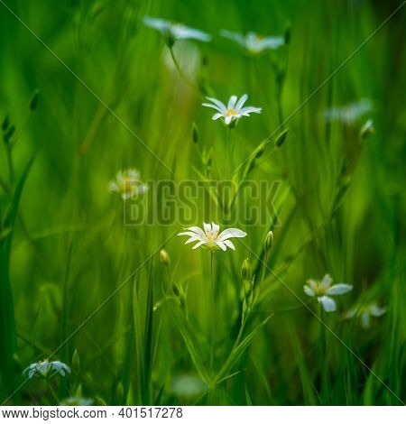 Beautiful White Greater Stitchwort Flowers Blooming On A Forest Meador Ground In Spring. Rabelera Ho