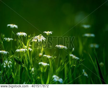 Beautiful White Greater Stitchwort Flowers Blooming On A Forest Meador Ground In Spring. Rabelera Ho