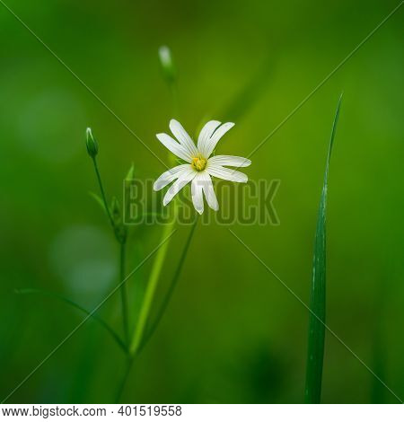 Beautiful White Greater Stitchwort Flowers Blooming On A Forest Meador Ground In Spring. Rabelera Ho