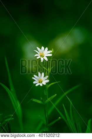 Beautiful White Greater Stitchwort Flowers Blooming On A Forest Meador Ground In Spring. Rabelera Ho