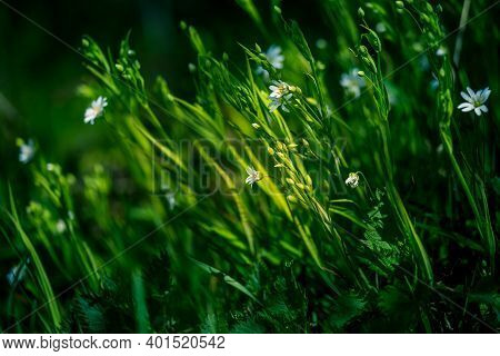 Beautiful White Greater Stitchwort Flowers Blooming On A Forest Meador Ground In Spring. Rabelera Ho