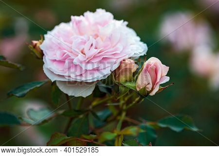 Closeup Of Light Pink Garden Rose With Buds (morden Blush Breed By Marshall)