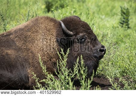 Big Yak In Beautiful Landscape. Hairy Cow Wild Animal In Nature. The Year Of The Ox, Cattle Or Water