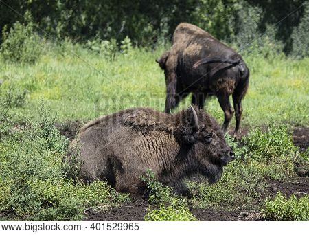 Cows Farm In America. Hairy Cow Wild Animal In Nature Background.  Big Yak In Beautiful Landscape. T