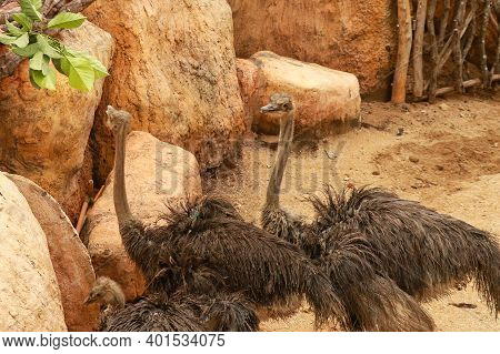 Couple Ostriches Struthio Camelus Eating Leaves In Zoo, Bali, Indonesia