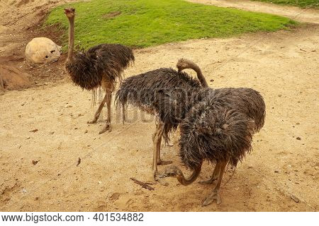 Emu In Australian Outback, Flinders Ranges National Park, South Australia, Australia