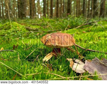 Edible Mushrooms Grow In The Forest In The Grass. Boletus Edulis With Wet Caps Grow From Moss. Penny