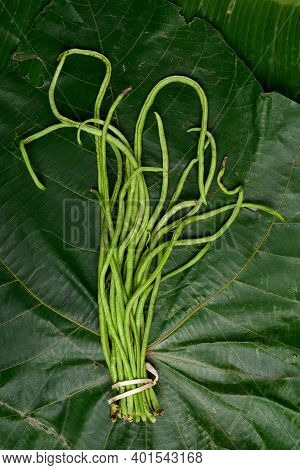Fresh Bunch Organic Long Bean Or Yardlong Bean On Green Leaf Background