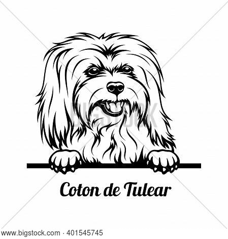 Peeking Dog - Coton De Tulear Breed - Head Isolated On White