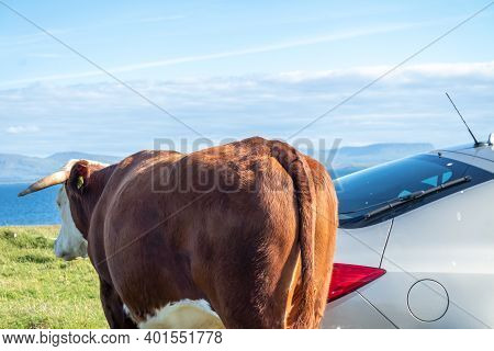 Cow At St Johns Point In County Donegal - Ireland
