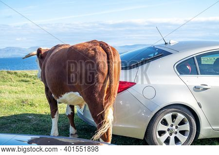 Donegal, Ireland - August 12 2020 : Cow Walking Between The Cars At St Johns Point