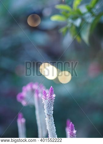 Celosia Spicata Spreng A Bouquet Of Flowers, A Cascade Bouquet. Out By The End Of The Flower Branche